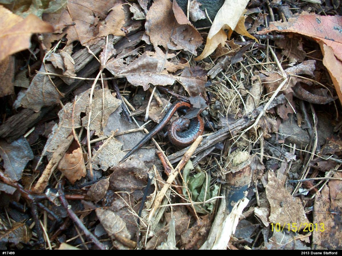 Eastern Red-backed  Salamander