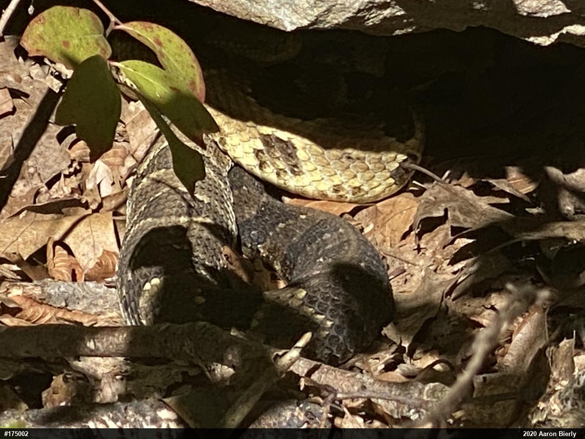 Timber Rattlesnake