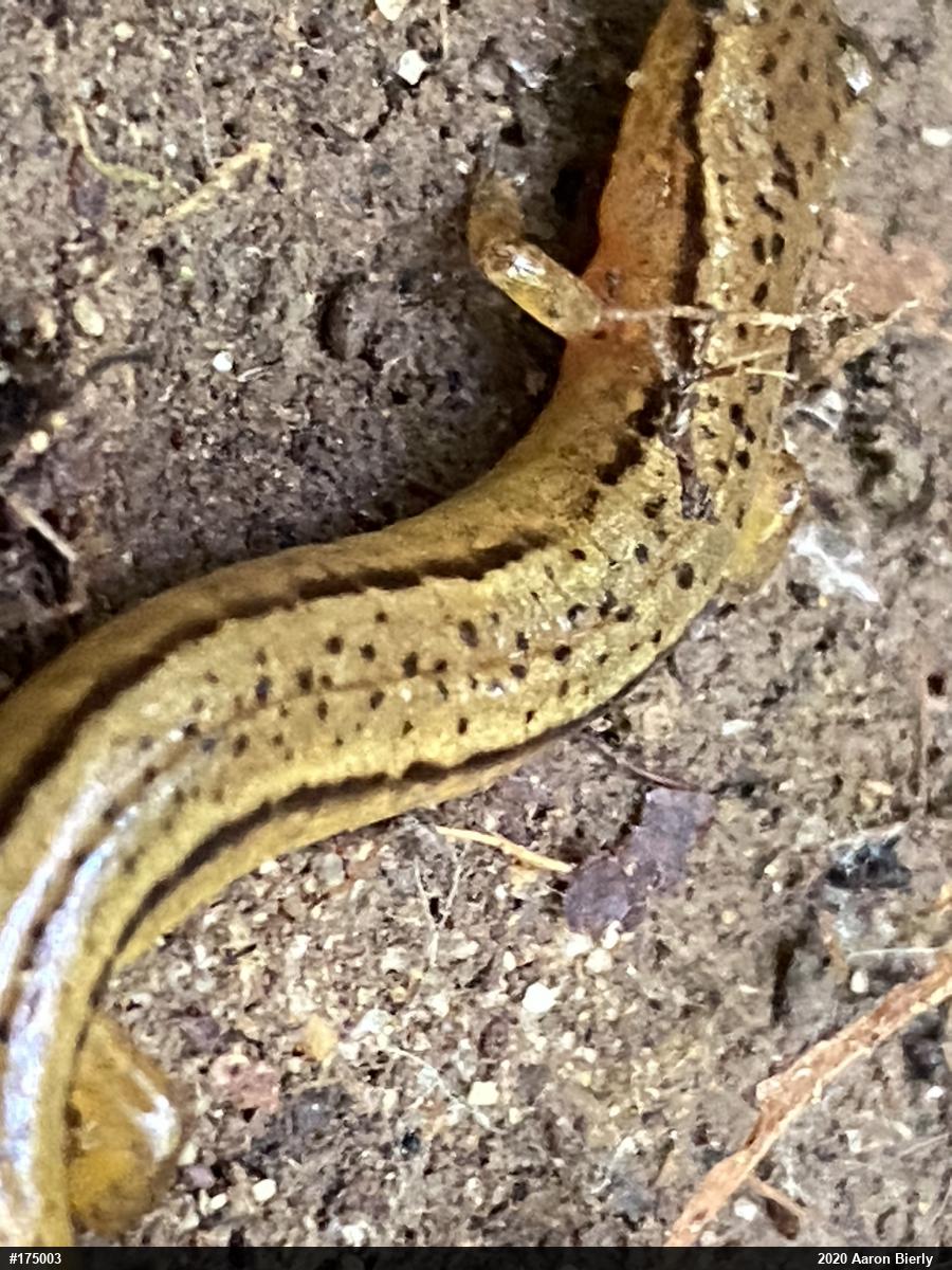 Northern Two-lined Salamander