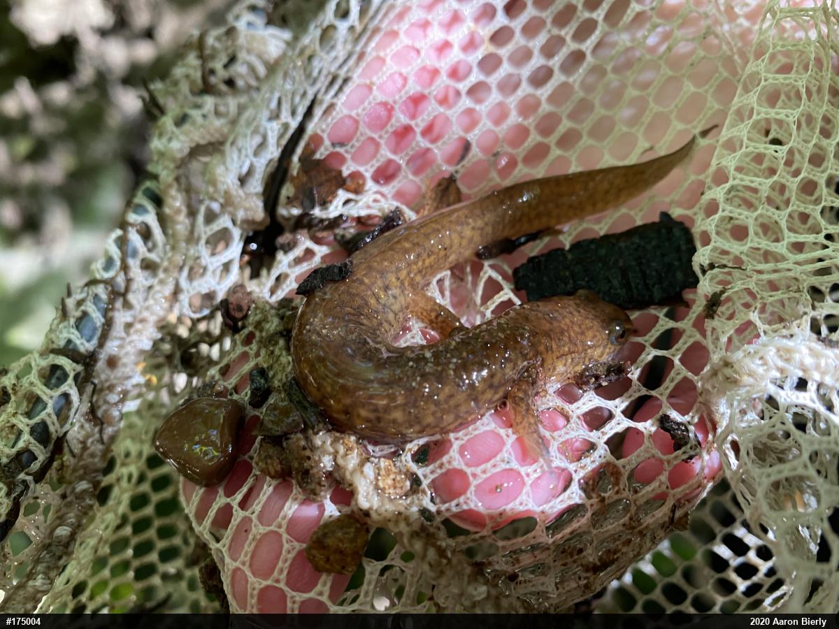 Northern Spring Salamander