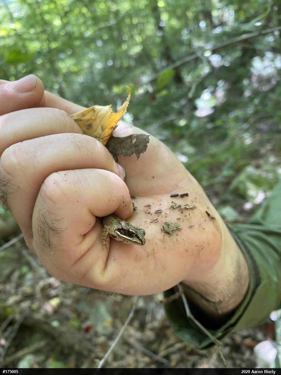 Wood Frog