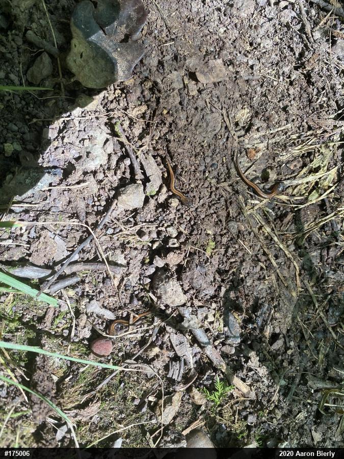 Eastern Red-backed  Salamander