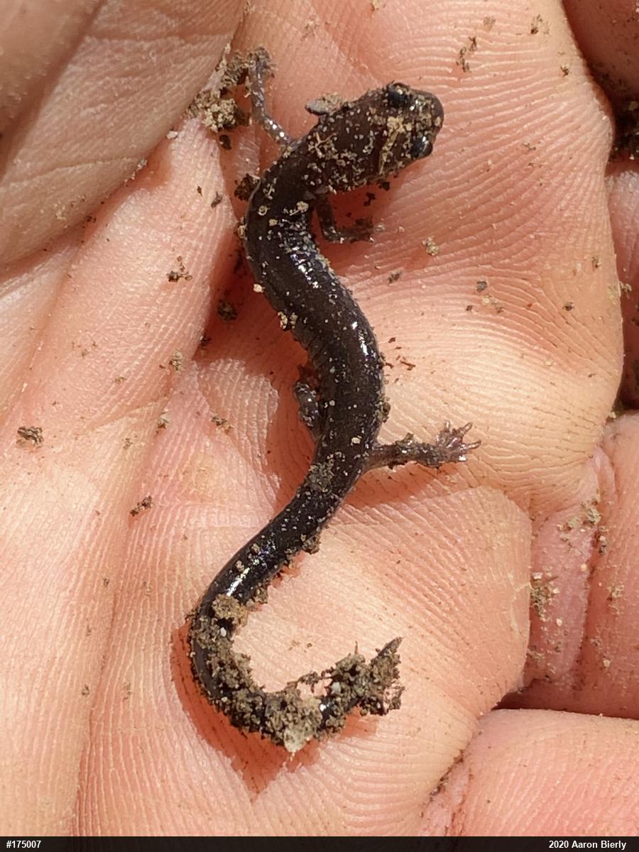 Eastern Red-backed  Salamander