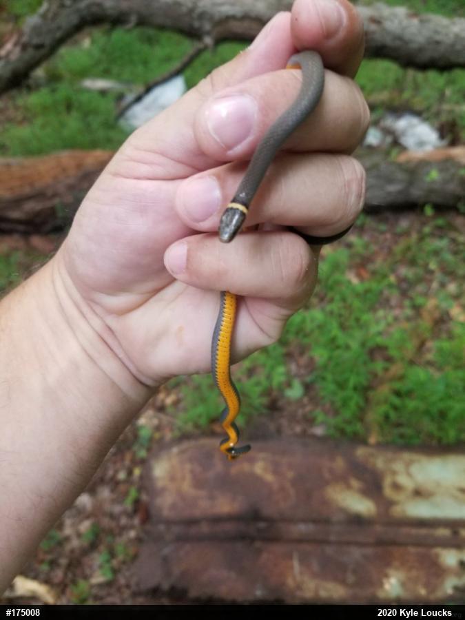 Northern Ring-necked Snake