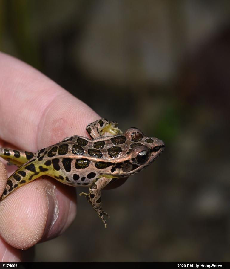 Pickerel Frog