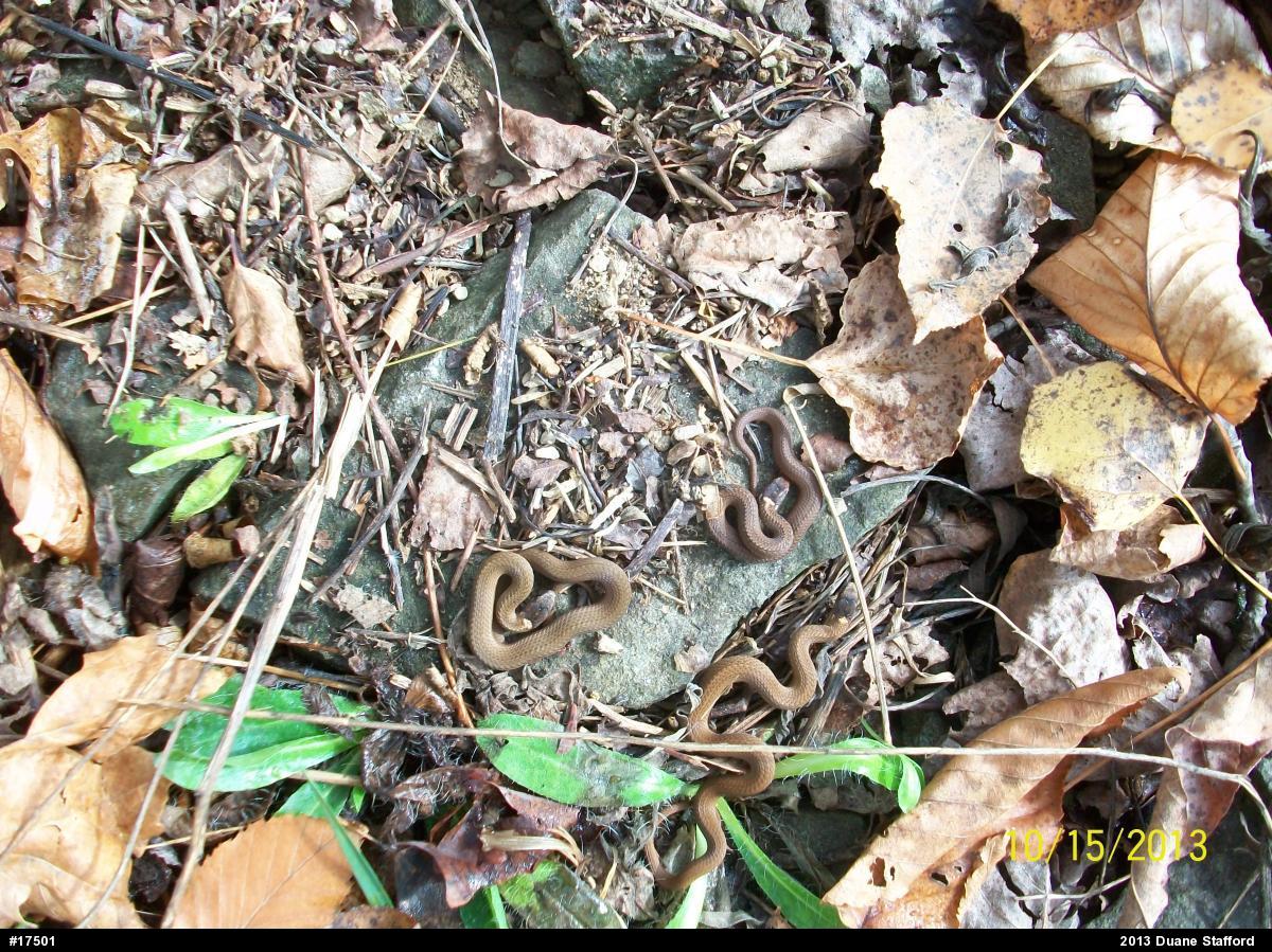 Red-bellied Snake