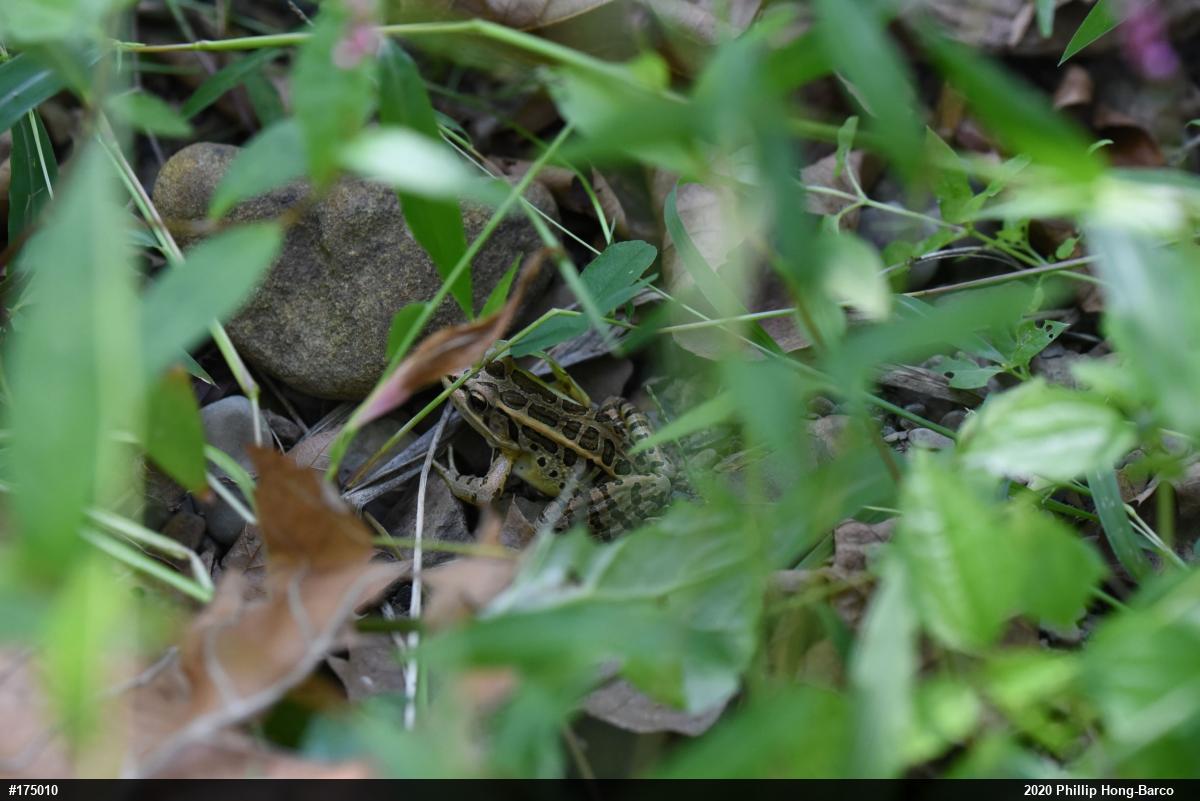 Pickerel Frog