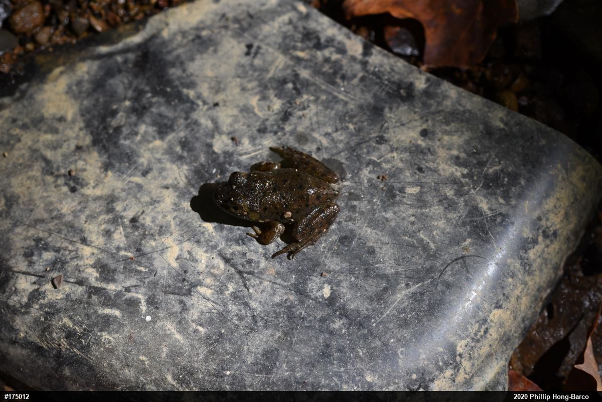 American Bullfrog