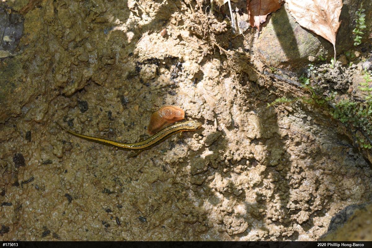 Northern Two-lined Salamander