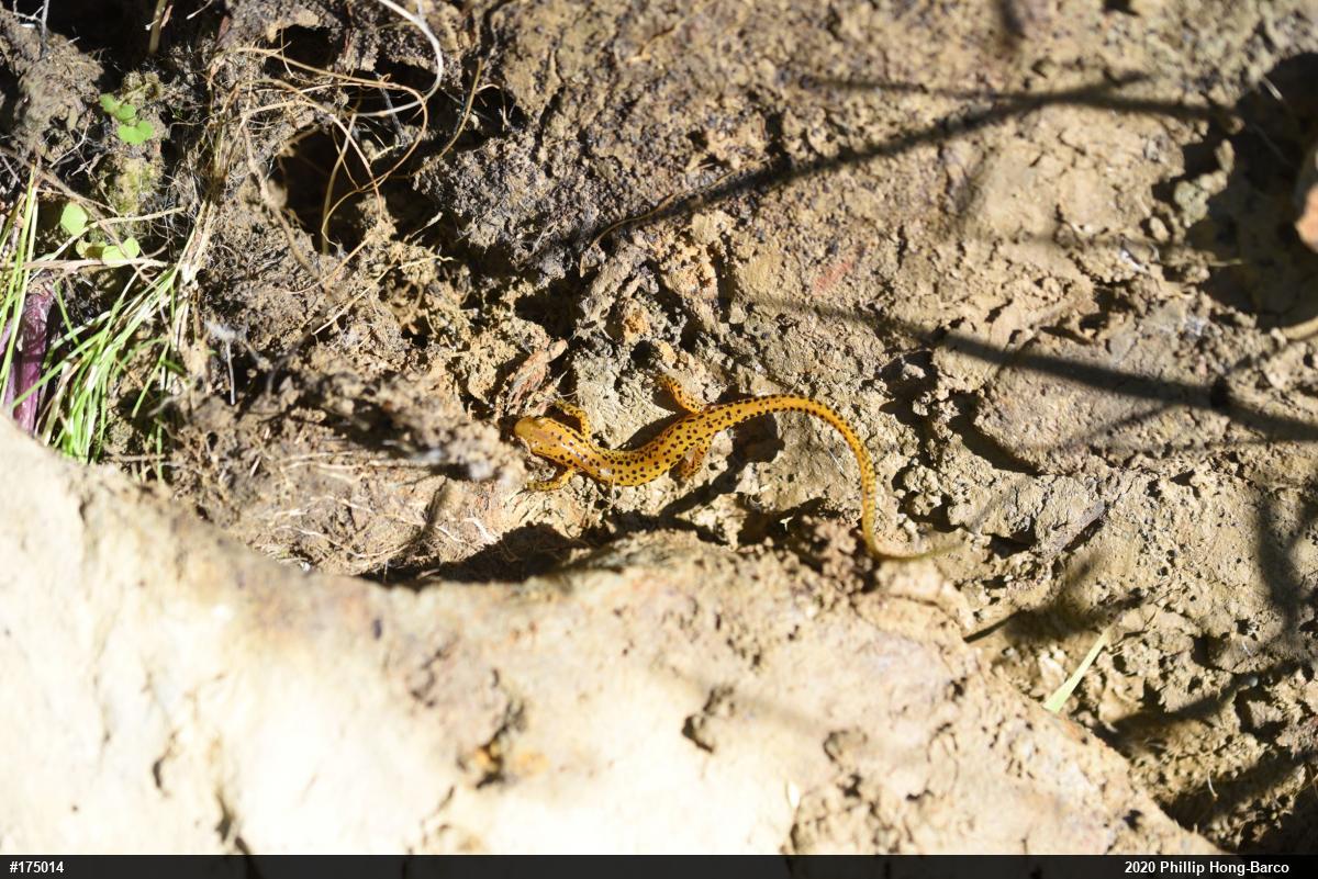 Eastern Long-tailed Salamander