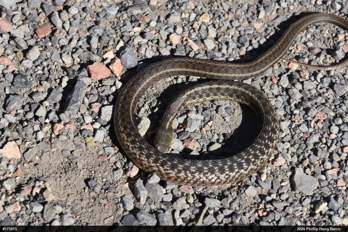 Eastern Gartersnake