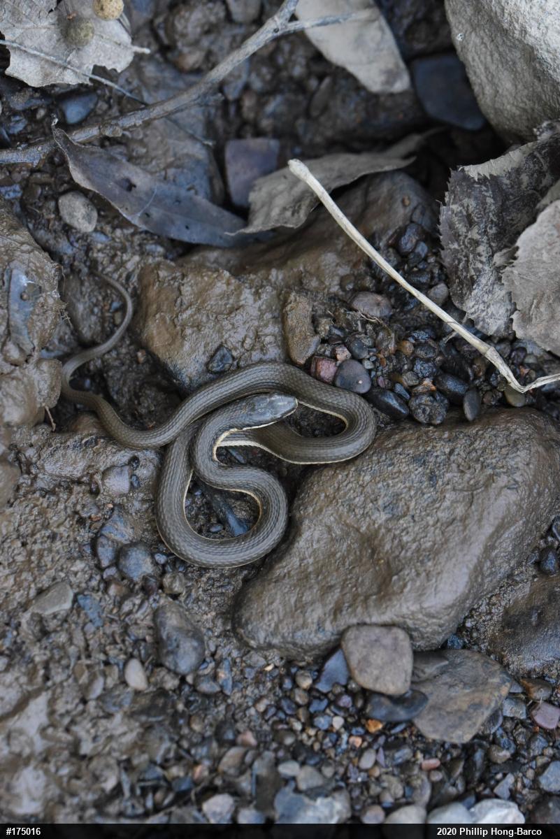 Queensnake