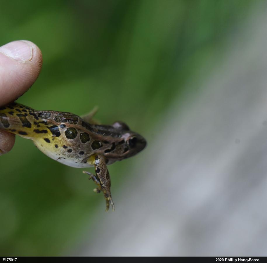 Pickerel Frog
