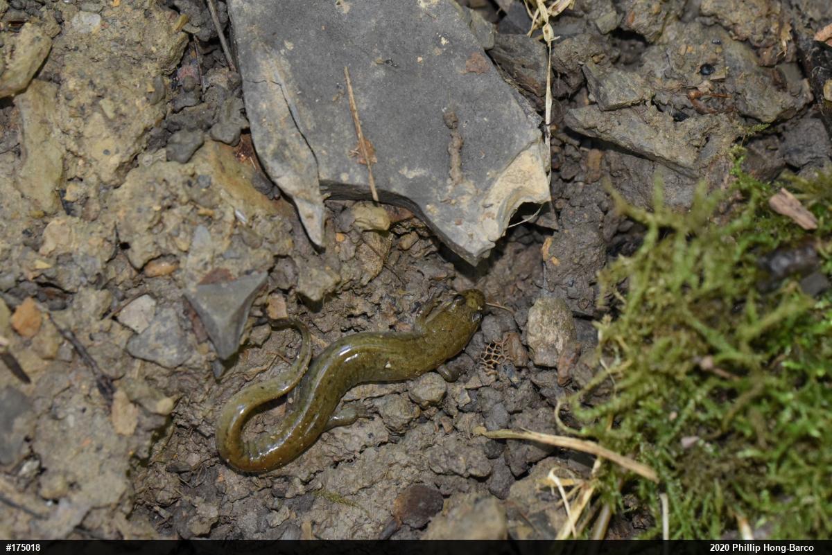 Northern Dusky Salamander