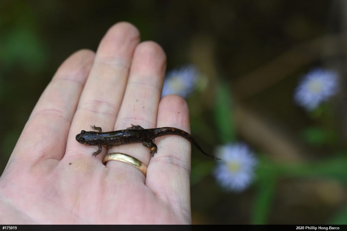 Seal Salamander