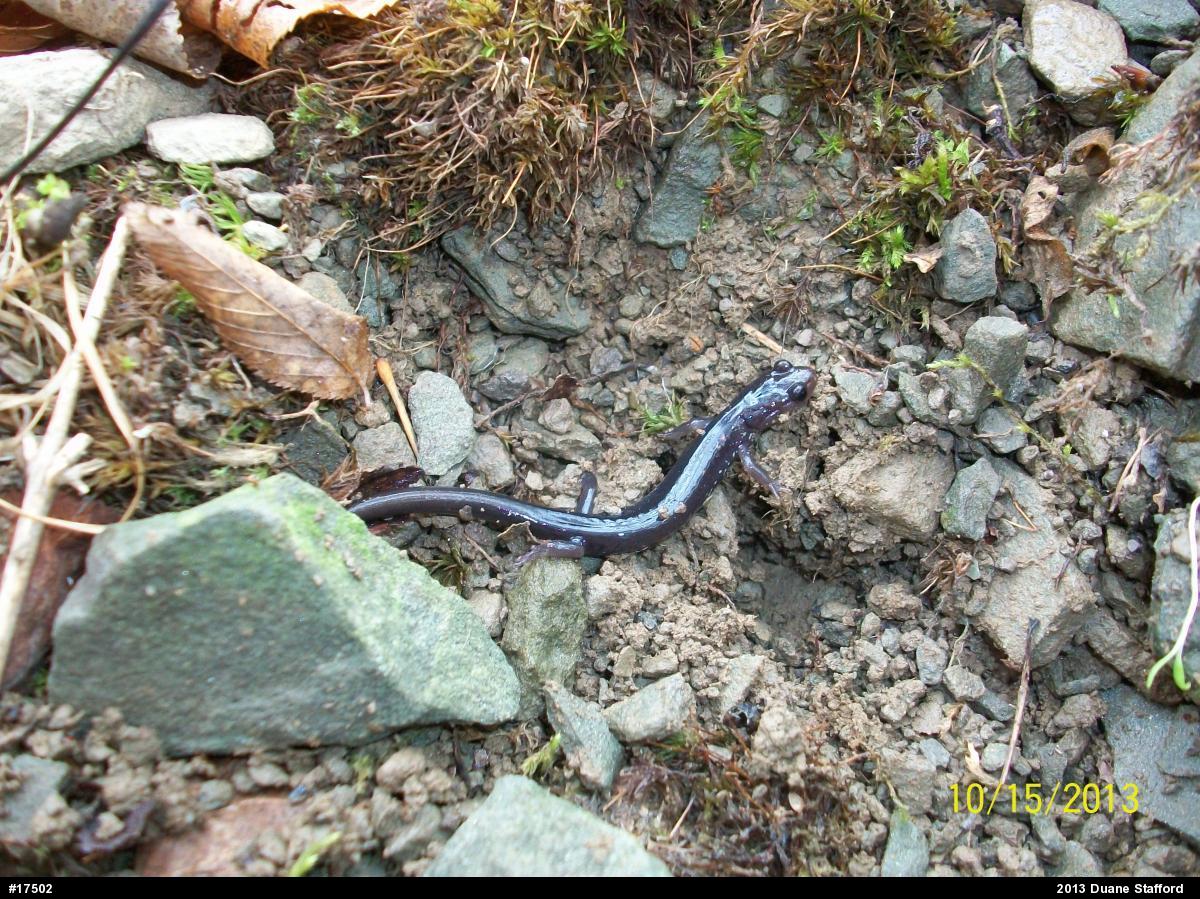Wehrle's Salamander