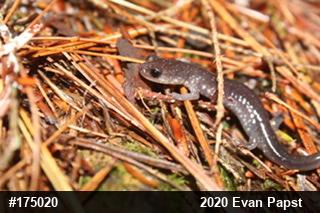 Wehrle's Salamander