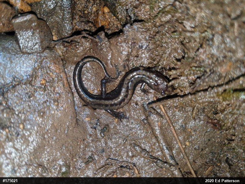 Allegheny Mountain Dusky Salamander