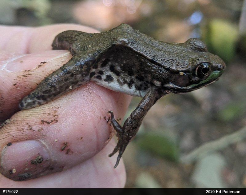 Green Frog