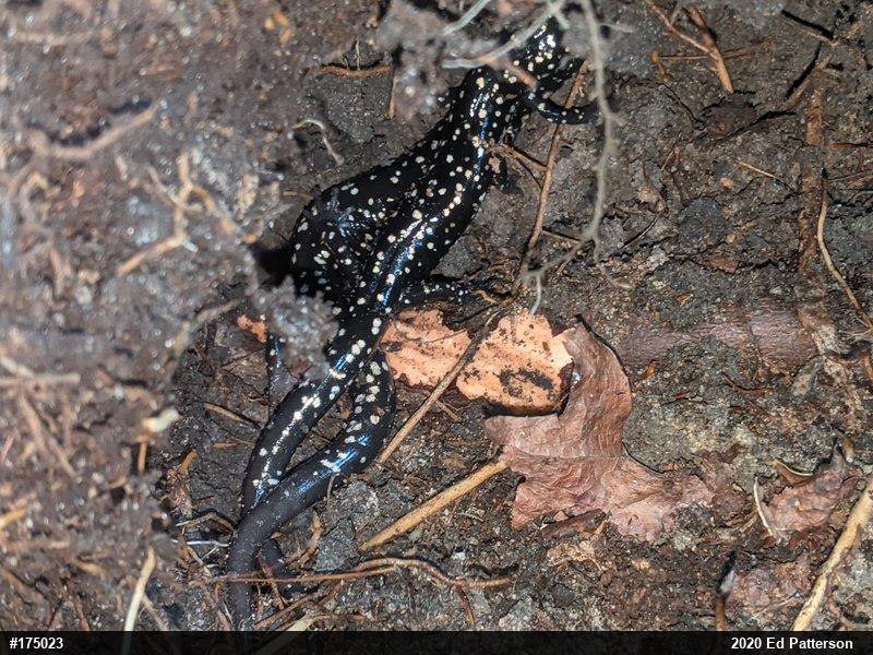 Northern Slimy Salamander
