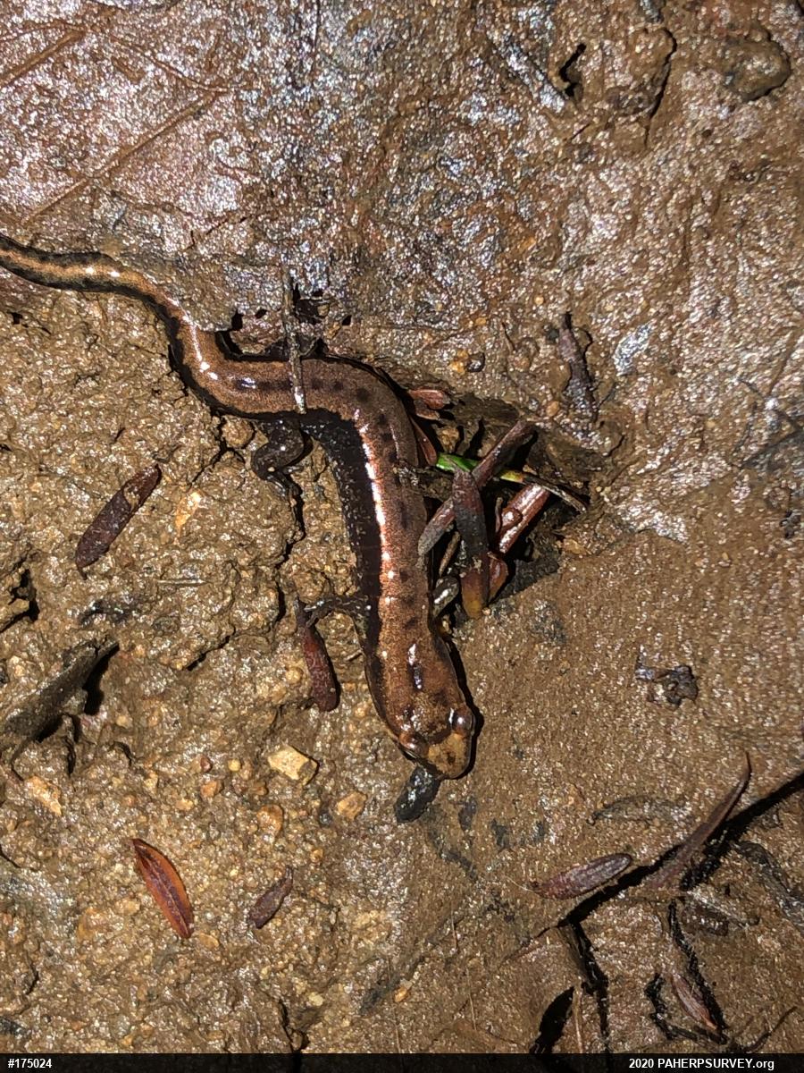 Allegheny Mountain Dusky Salamander