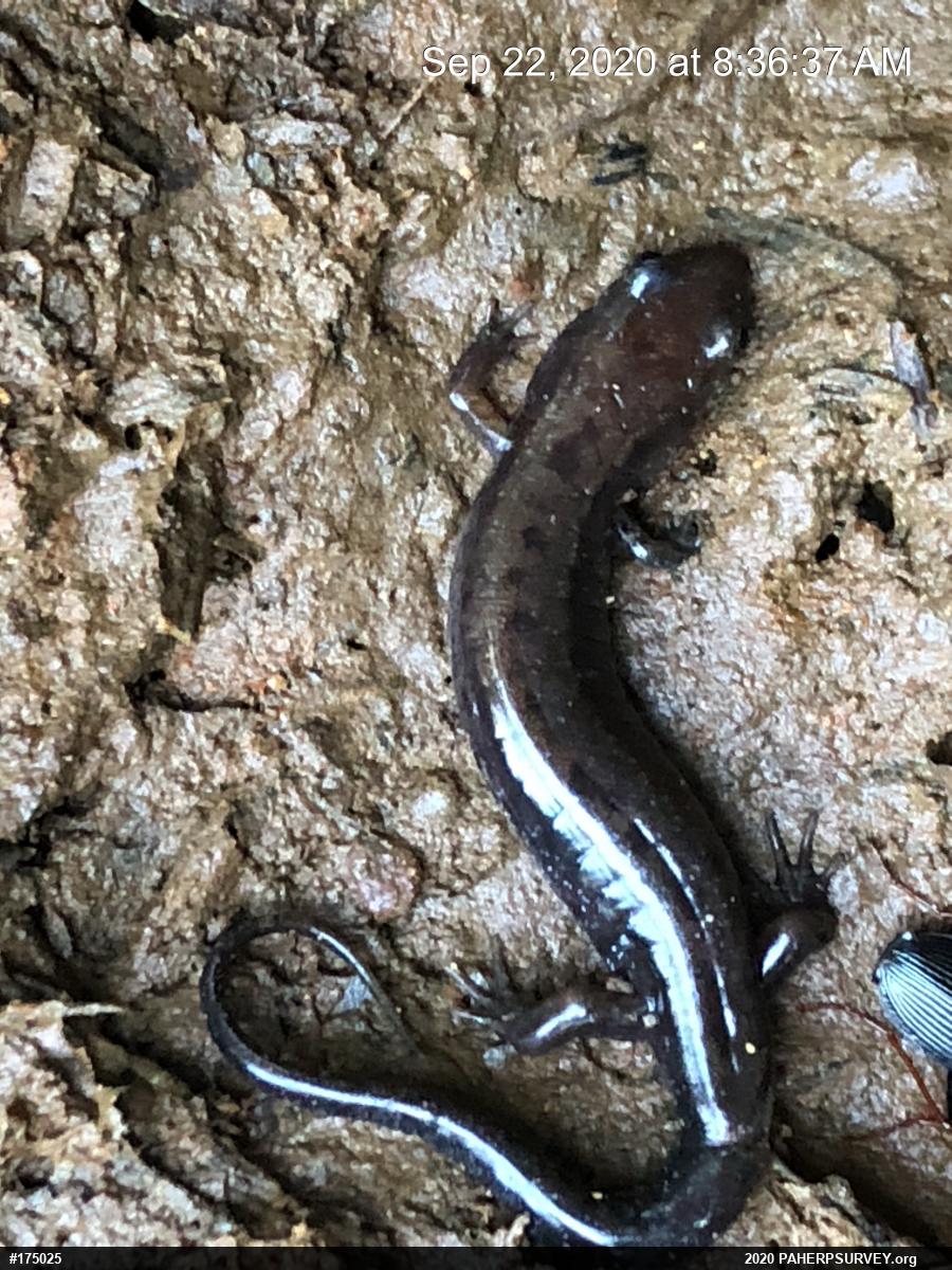 Allegheny Mountain Dusky Salamander