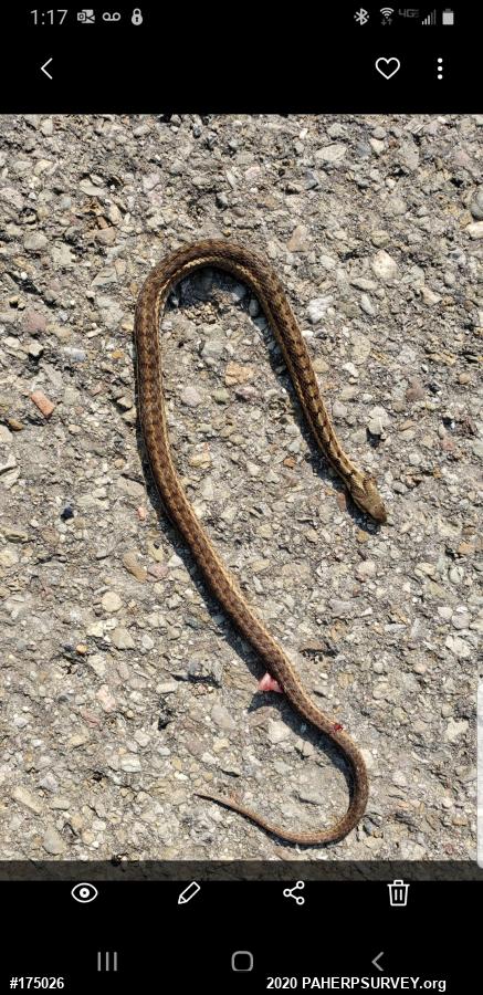 Eastern Gartersnake