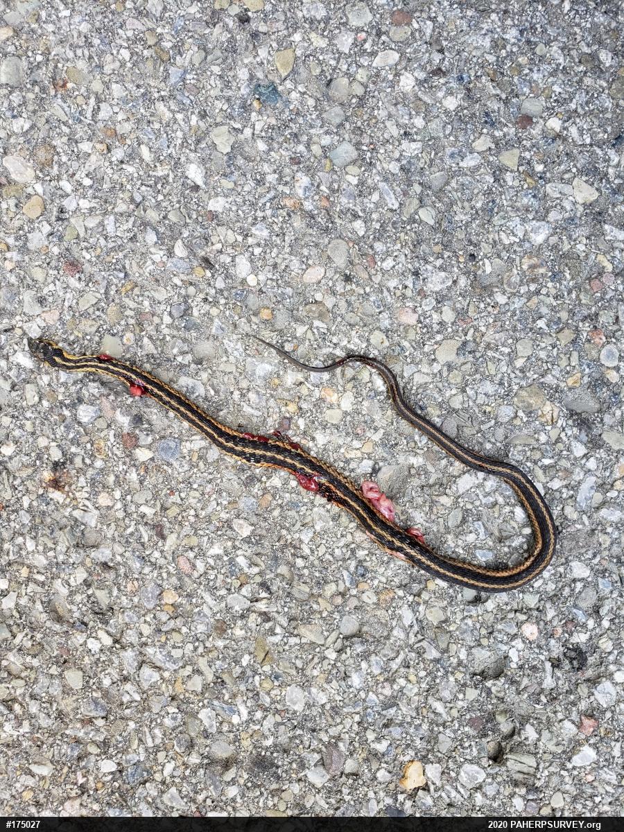 Eastern Gartersnake