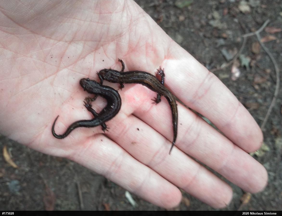 Allegheny Mountain Dusky Salamander