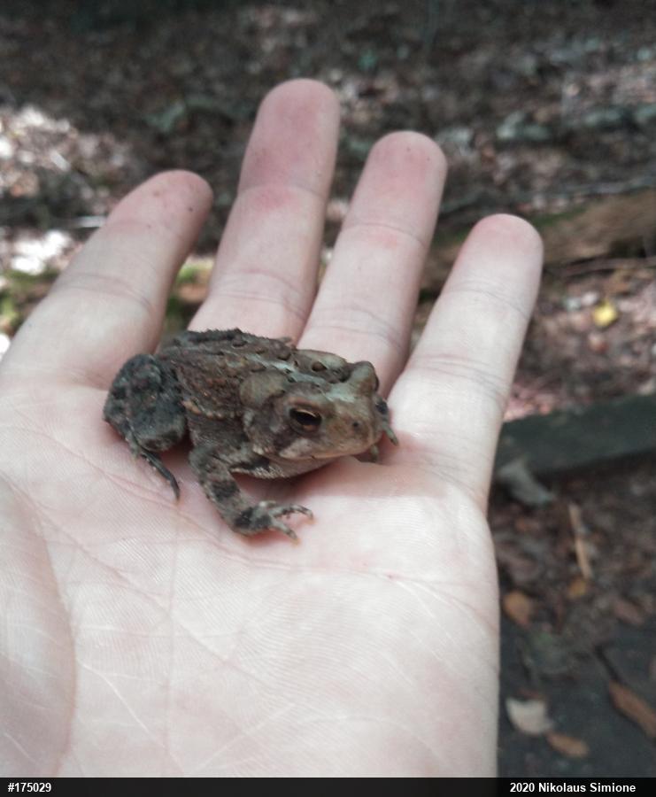 Eastern American Toad