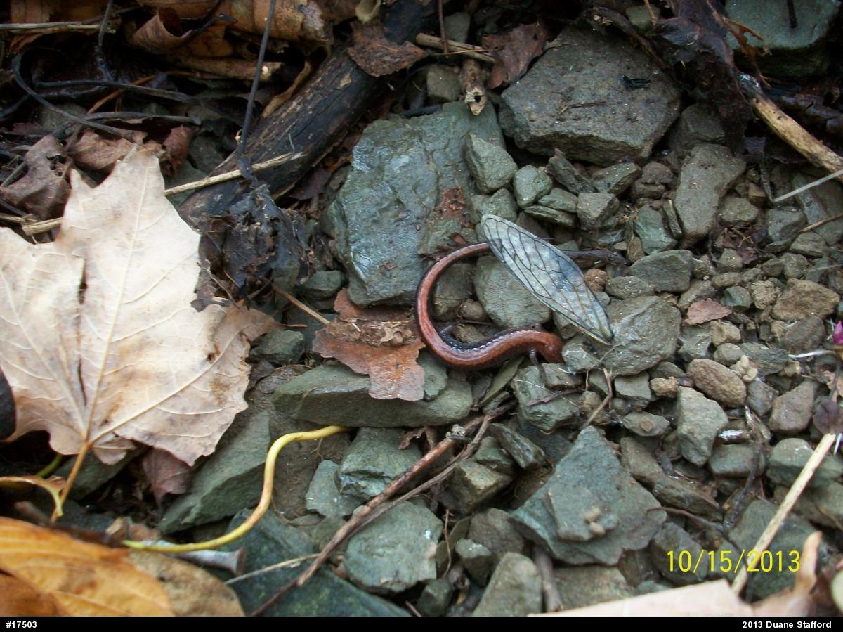 Eastern Red-backed  Salamander