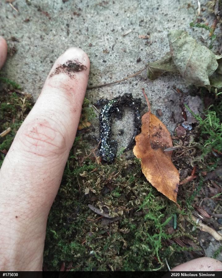 Northern Slimy Salamander