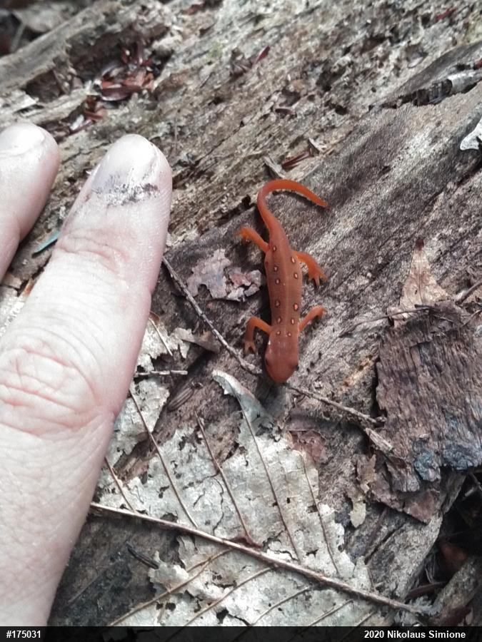 Red-spotted Newt