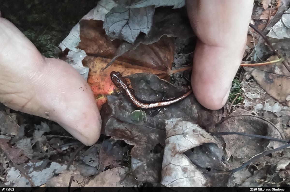 Eastern Red-backed  Salamander
