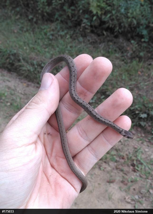 Dekay's Brownsnake