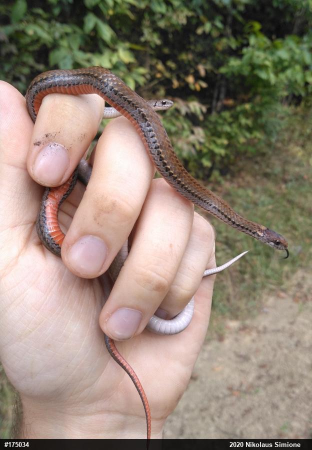 Red-bellied Snake