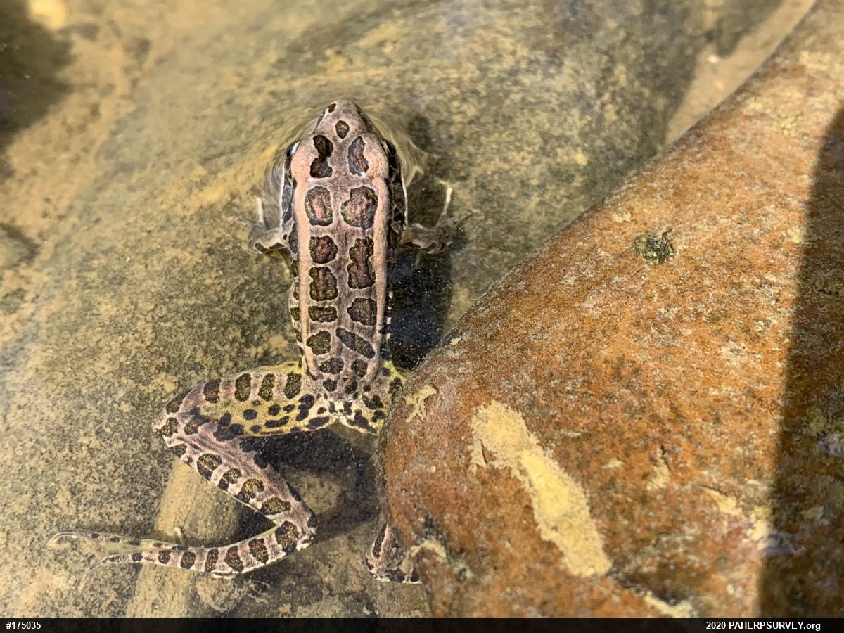 Pickerel Frog