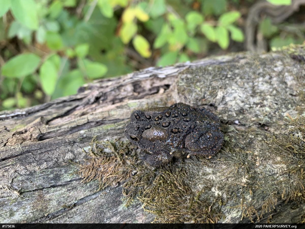 Eastern American Toad