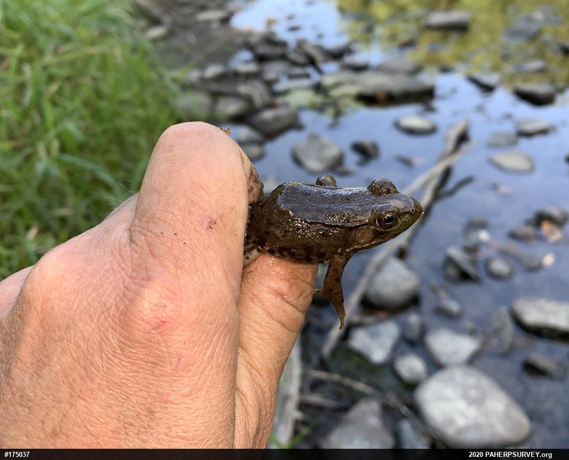 Green Frog