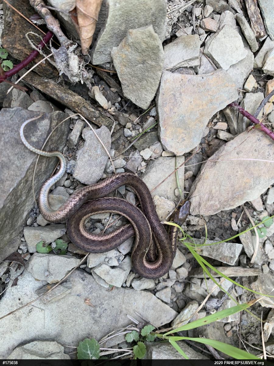 Eastern Gartersnake