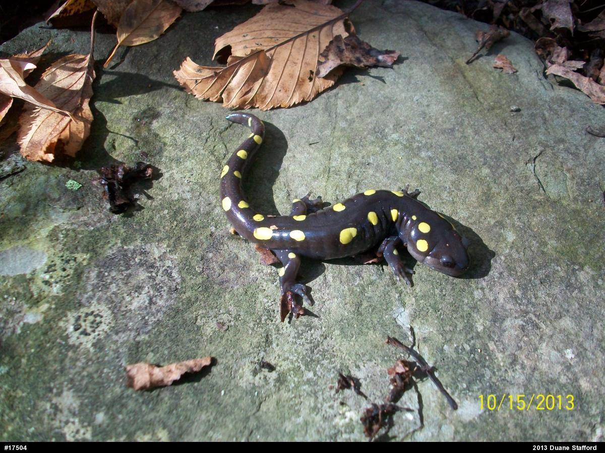 Spotted Salamander