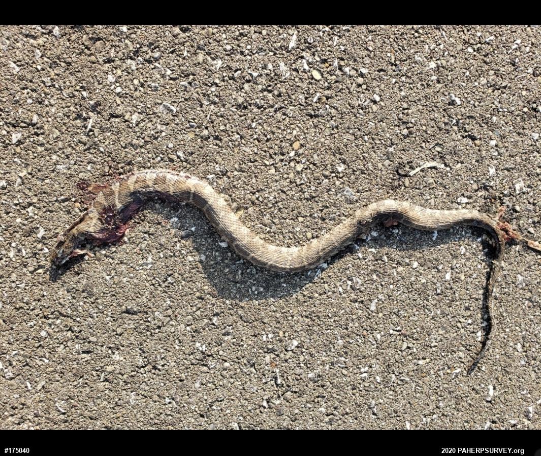 Northern Watersnake