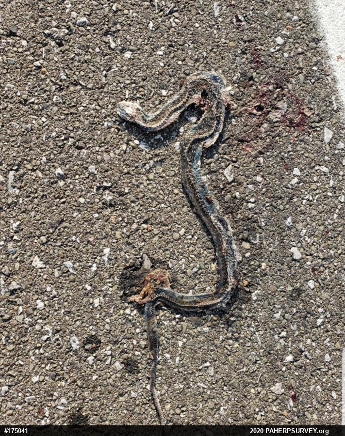 Eastern Gartersnake