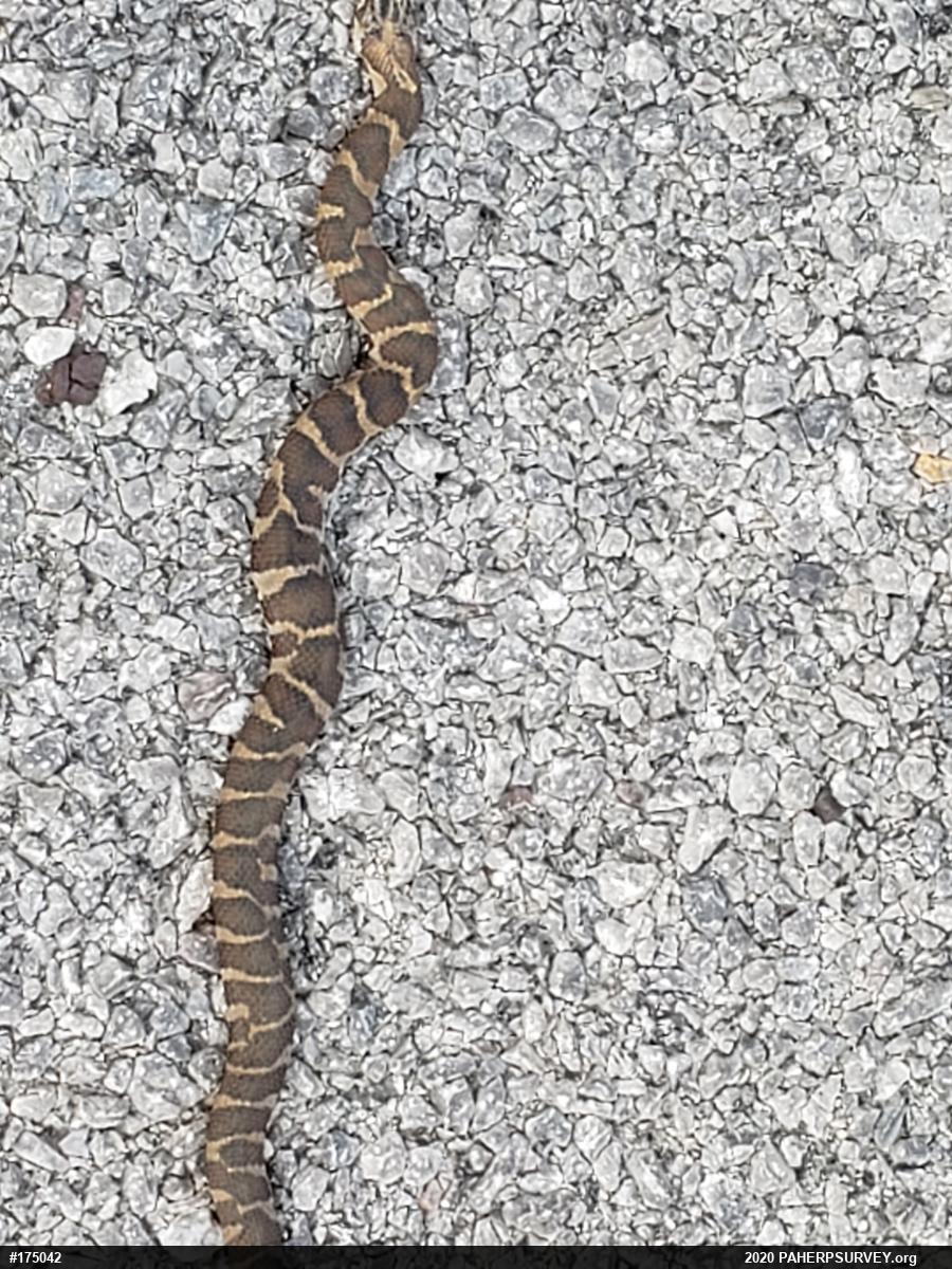 Northern Watersnake
