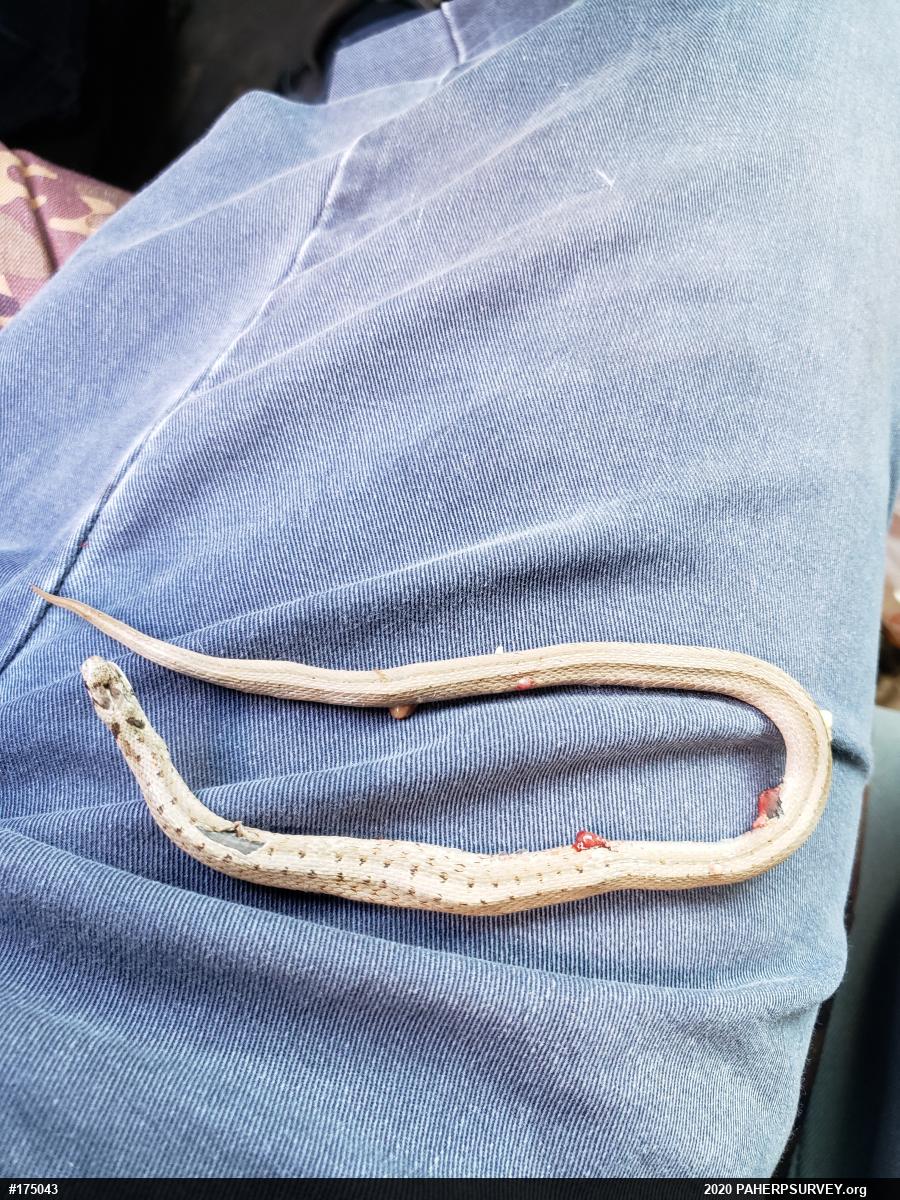 Dekay's Brownsnake