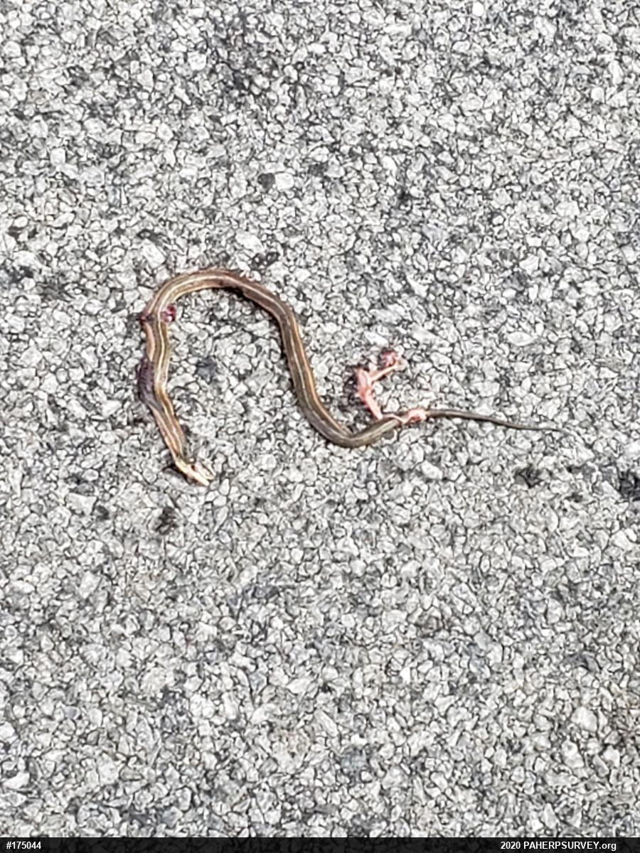 Shorthead Gartersnake