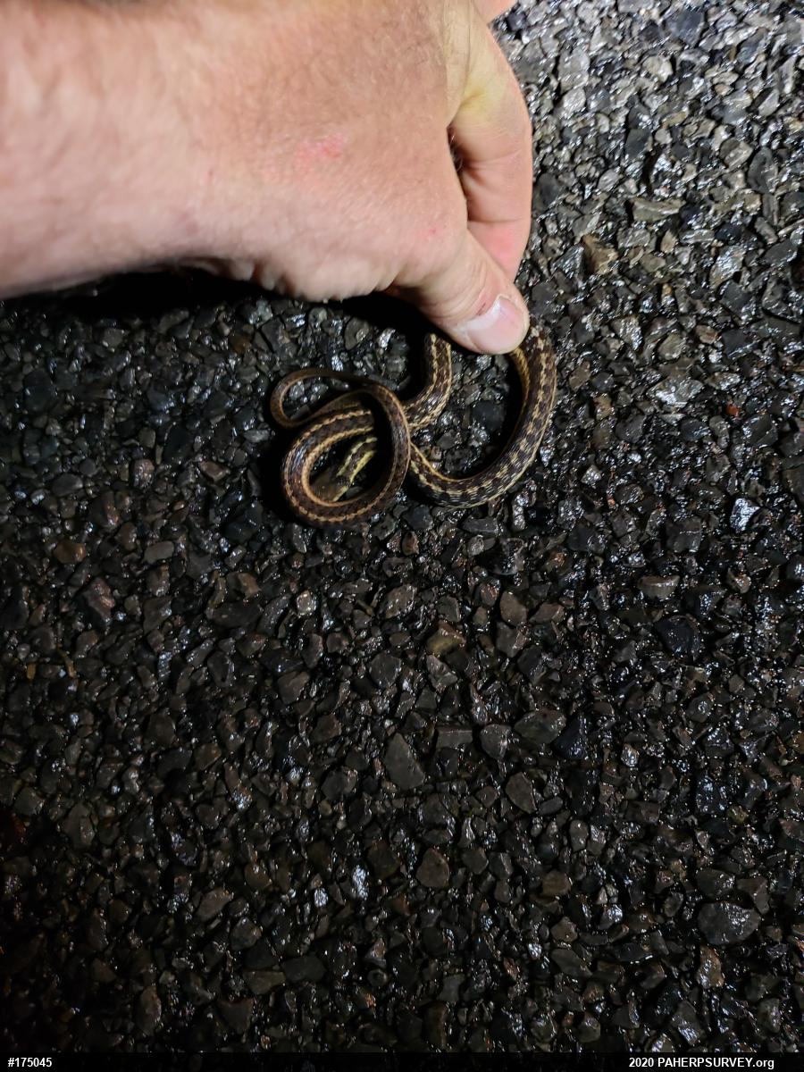 Eastern Gartersnake