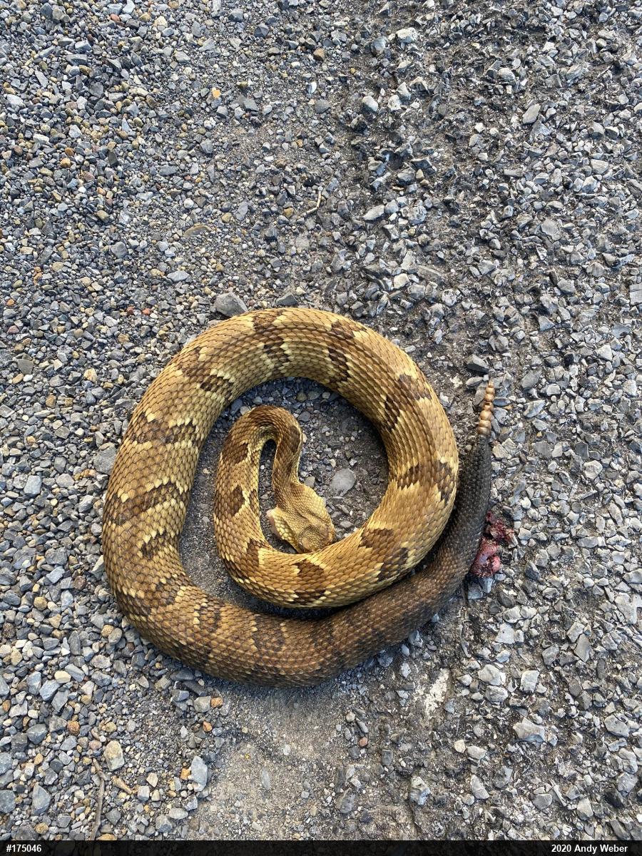 Timber Rattlesnake