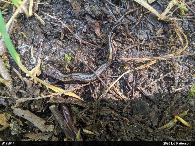 Allegheny Mountain Dusky Salamander