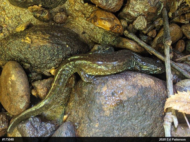 Northern Dusky Salamander